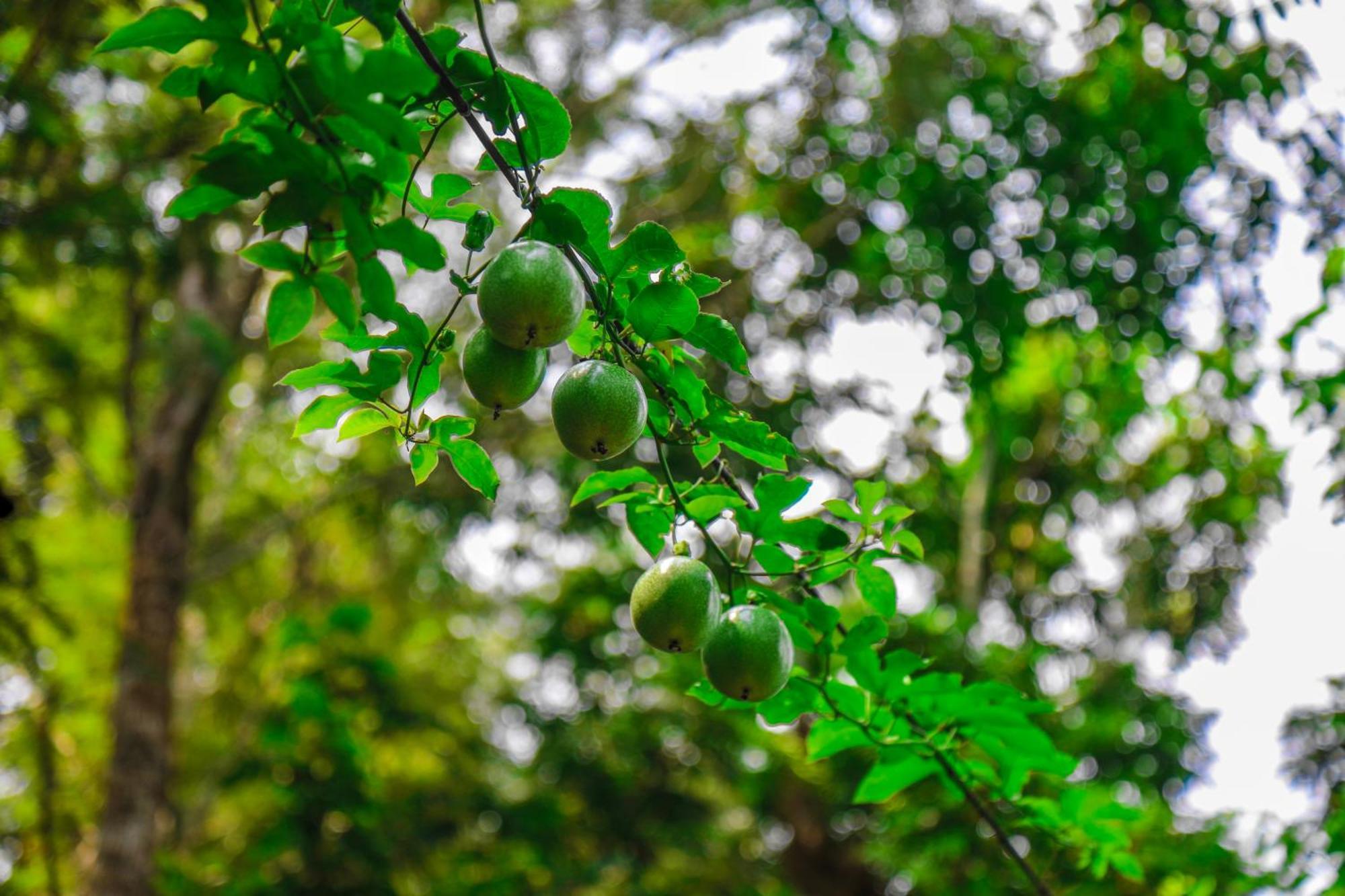 Southern Panorama Indriya Resorts & Spa Munnar Ngoại thất bức ảnh